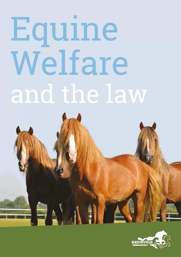 Equine welfare and the law explained Redwings Horse Sanctuary